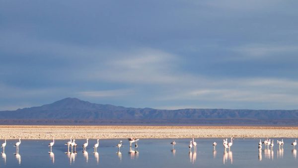 Atacama Salar