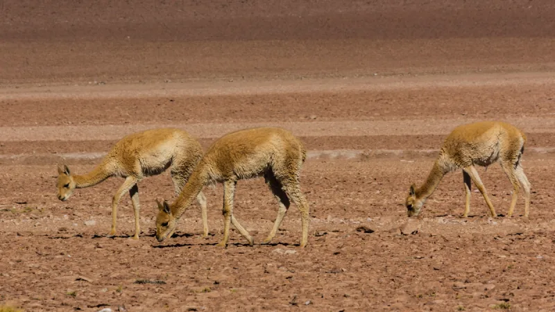 Atacama Contact