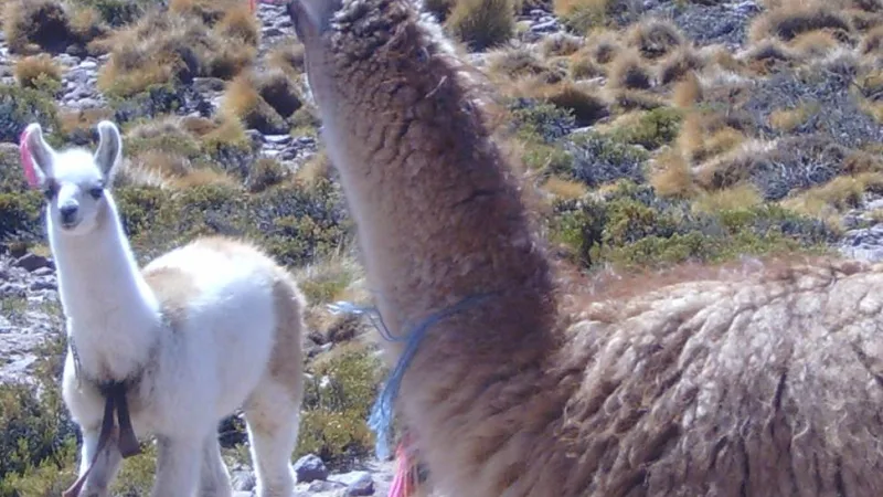 Incahuasi Tours