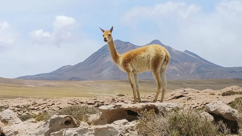 A vicuña stands on rocky terrain in the Atacama Desert with an arid mountain landscape and blue sky behind it.