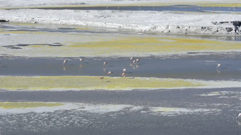 Flamingos wading in a shallow salt flat lagoon with white salt crusts and yellow-green algae in the Atacama Desert