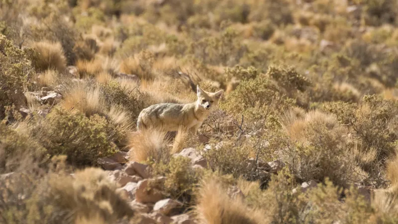 A wild Andean fox blending into the dry scrubland and rocky terrain of the Atacama Desert