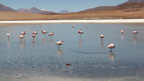 Flamingos-andinos caminhando nas águas rasas da Laguna Cañapa, com montanhas áridas e céu azul ao fundo.